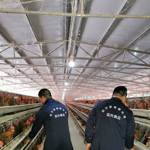 凱利燃燒器、廠家采購與光禽屠宰生產線 設備選擇與生產集成指南