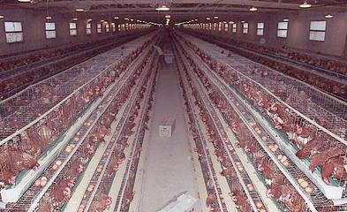 無公害養殖催肥技術解析 生長素效果、價格與光禽屠宰生產指南