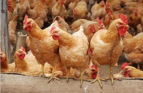 提升雞群均勻度 科學養殖是正道，勿信旁門左道