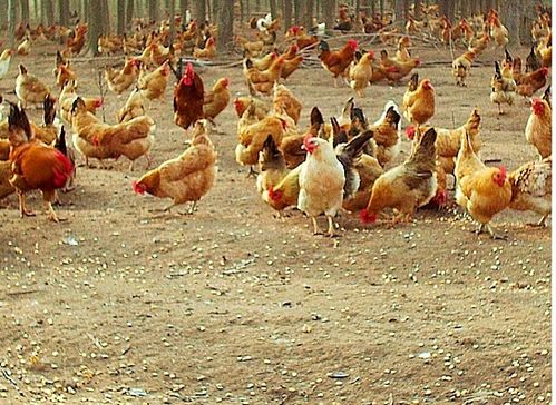 臺風“天鴿”來襲，家禽養殖戶如何做好防災減災工作？