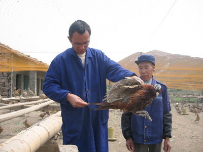 飛翔家禽養殖合作社 以專業養殖助力鄉村振興，打造三門特色農業名片